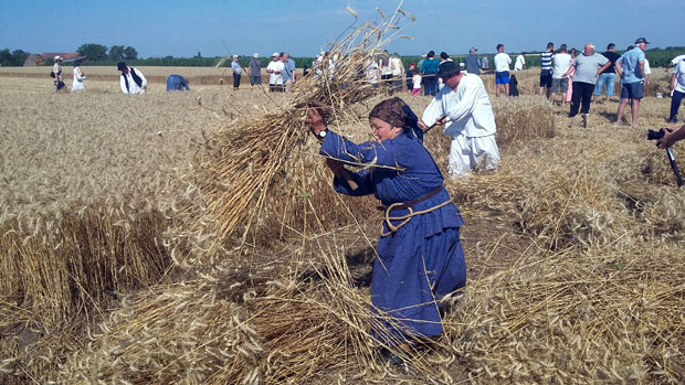 Откоси за нову векну у Ђурђину